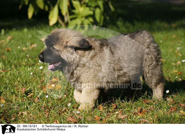 Kaukasischer Schferhund Welpe / RR-18181