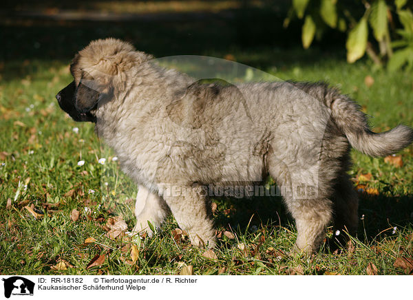 Kaukasischer Schferhund Welpe / caucasian owtscharka pup / RR-18182