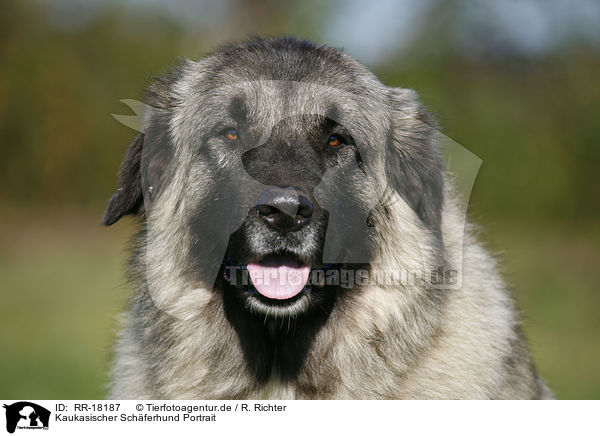 Kaukasischer Schferhund Portrait / caucasian owtscharka / RR-18187