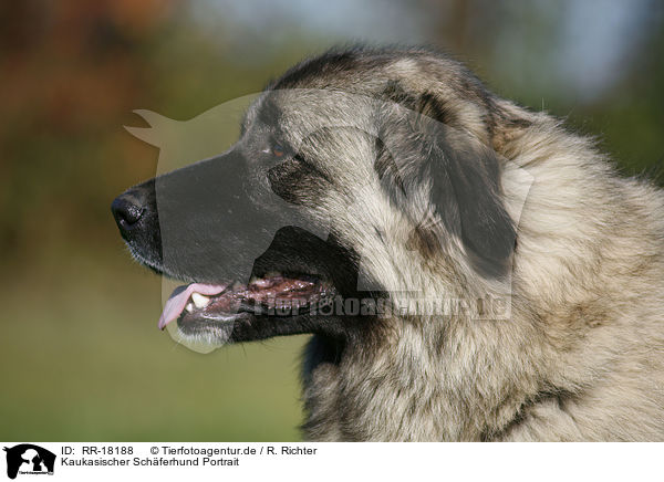 Kaukasischer Schferhund Portrait / RR-18188