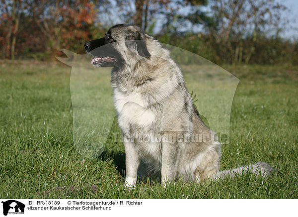 sitzender Kaukasischer Schferhund / sitting caucasian owtscharka / RR-18189