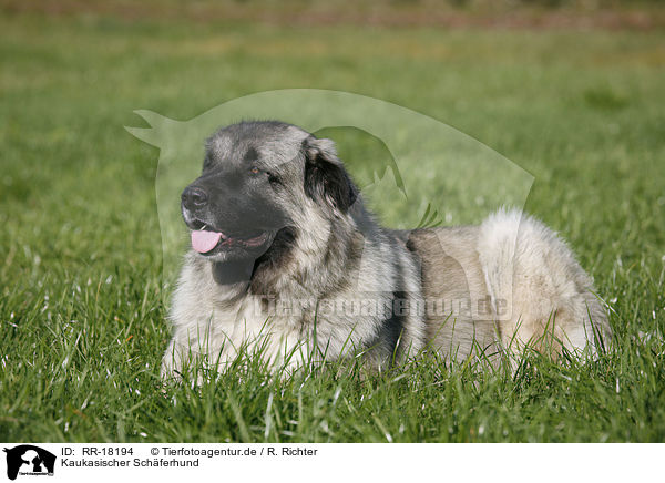 Kaukasischer Schferhund / RR-18194
