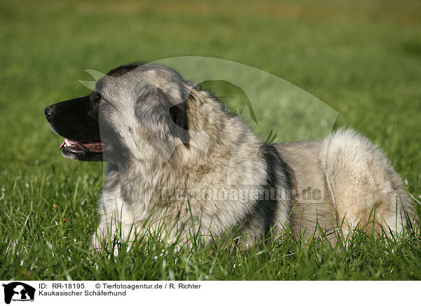 Kaukasischer Schferhund / RR-18195