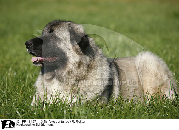 Kaukasischer Schferhund / RR-18197