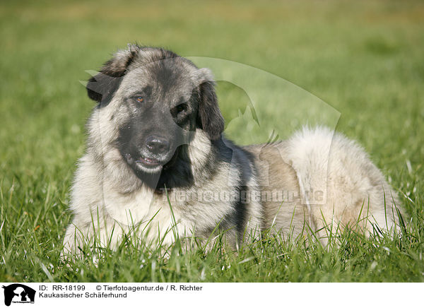 Kaukasischer Schferhund / RR-18199