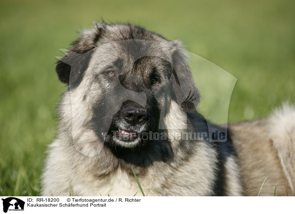 Kaukasischer Schferhund Portrait / RR-18200