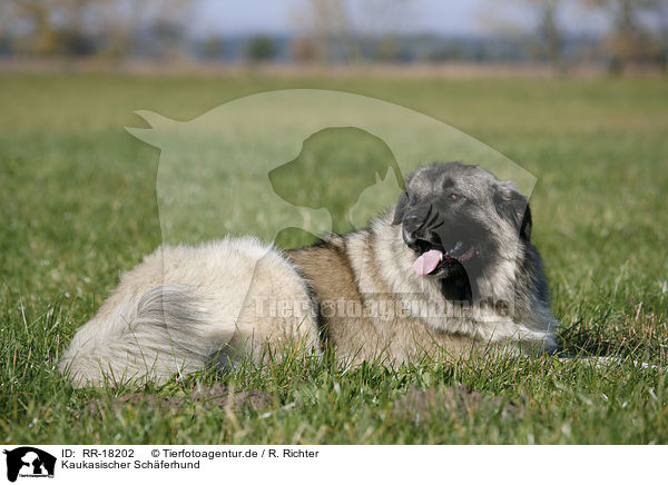 Kaukasischer Schferhund / caucasian owtscharka / RR-18202