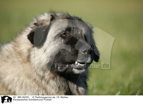 Kaukasischer Schferhund Portrait / RR-18205