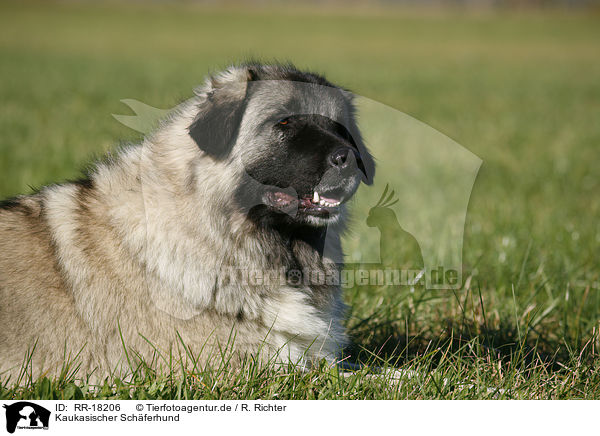 Kaukasischer Schferhund / caucasian owtscharka / RR-18206