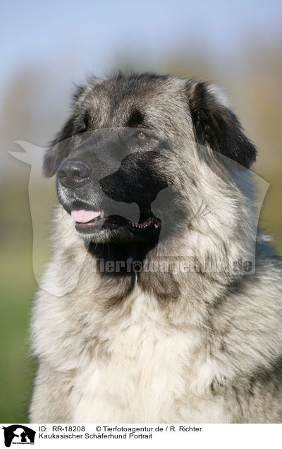 Kaukasischer Schferhund Portrait / RR-18208