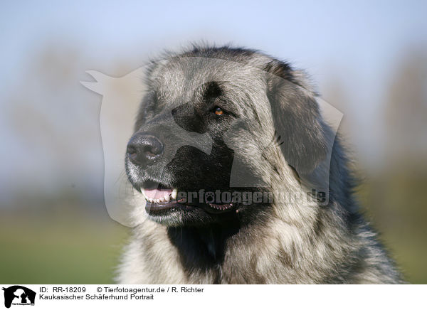 Kaukasischer Schferhund Portrait / RR-18209