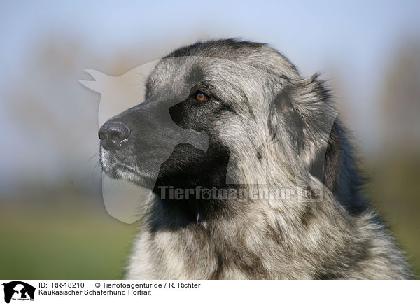 Kaukasischer Schferhund Portrait / RR-18210