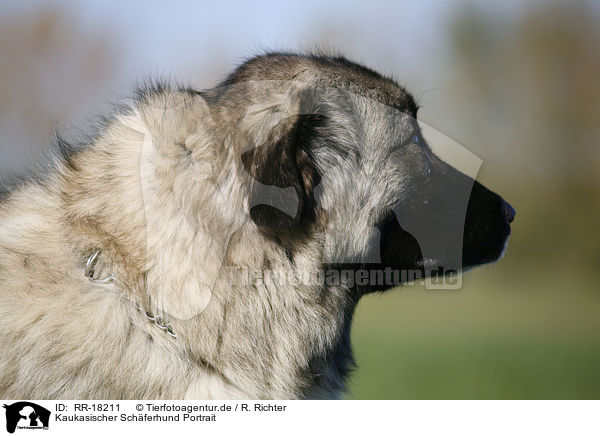 Kaukasischer Schferhund Portrait / caucasian owtscharka / RR-18211