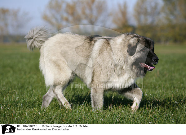 trabender Kaukasischer Owtscharka / caucasian owtscharka / RR-18213