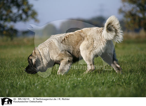 Kaukasischer Owtscharka / RR-18215
