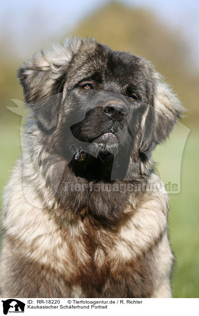 Kaukasischer Schferhund Portrait / RR-18220