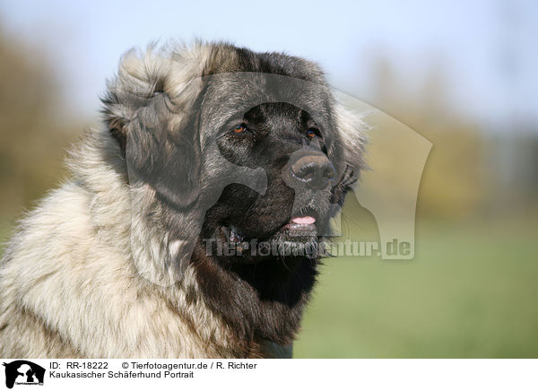 Kaukasischer Schferhund Portrait / RR-18222