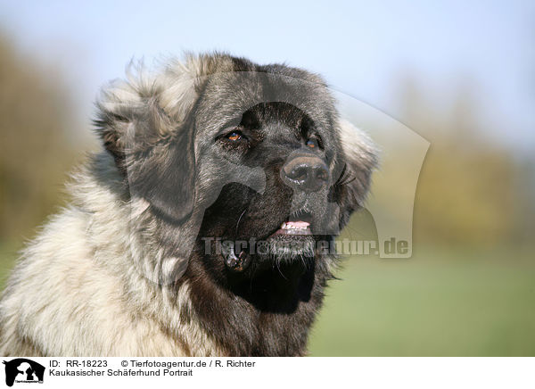 Kaukasischer Schferhund Portrait / RR-18223