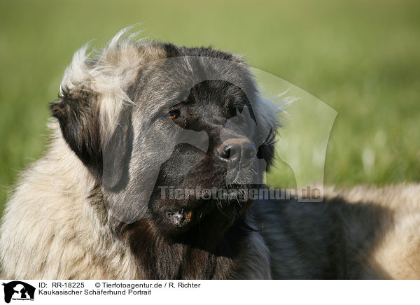 Kaukasischer Schferhund Portrait / RR-18225