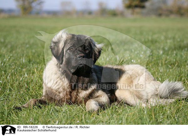 Kaukasischer Schferhund / caucasian owtscharka / RR-18226