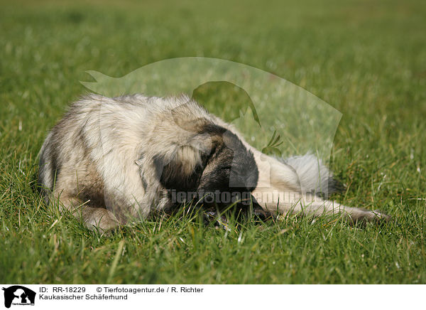 Kaukasischer Schferhund / RR-18229