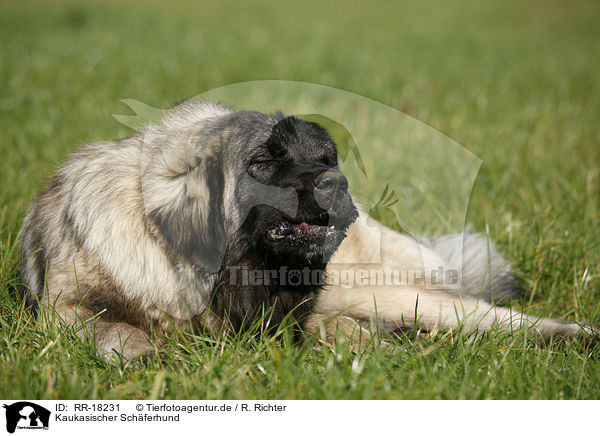 Kaukasischer Schferhund / RR-18231