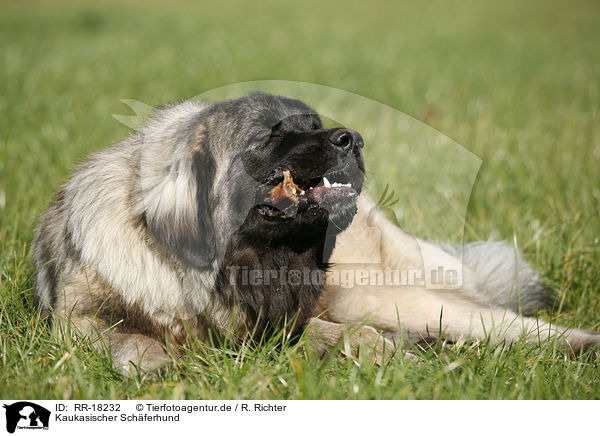 Kaukasischer Schferhund / RR-18232