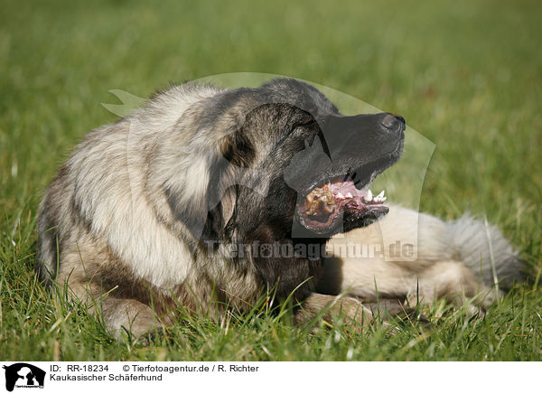 Kaukasischer Schferhund / caucasian owtscharka / RR-18234
