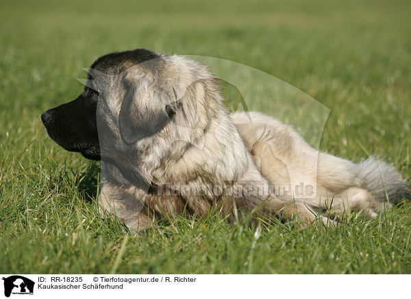 Kaukasischer Schferhund / RR-18235