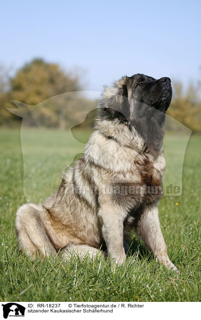 sitzender Kaukasischer Schferhund / RR-18237