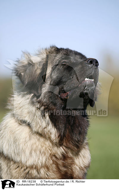 Kaukasischer Schferhund Portrait / RR-18238