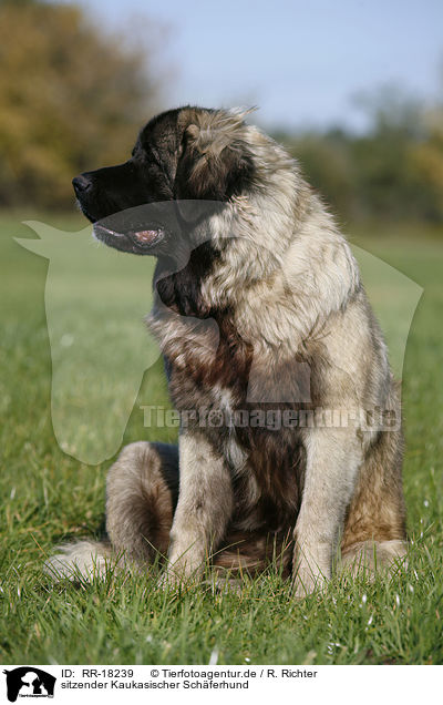 sitzender Kaukasischer Schferhund / sitting caucasian owtscharka / RR-18239