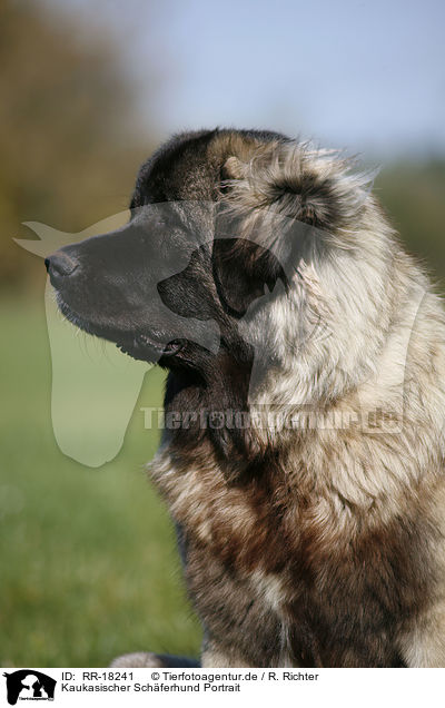 Kaukasischer Schferhund Portrait / RR-18241