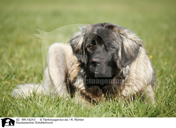 Kaukasischer Schferhund / RR-18243