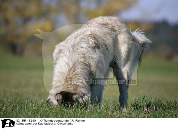 schnuppernder Kaukasischer Owtscharka / snuffling caucasian owtscharka / RR-18250