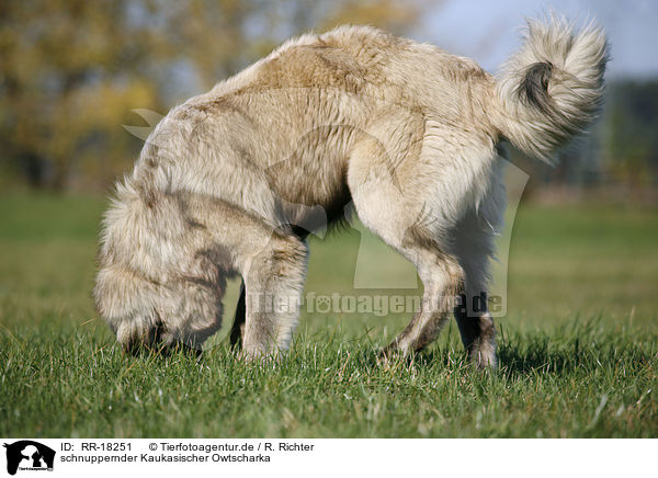 schnuppernder Kaukasischer Owtscharka / snuffling caucasian owtscharka / RR-18251