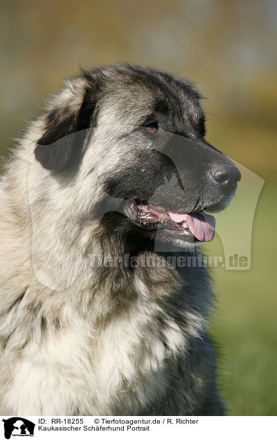 Kaukasischer Schferhund Portrait / caucasian owtscharka / RR-18255