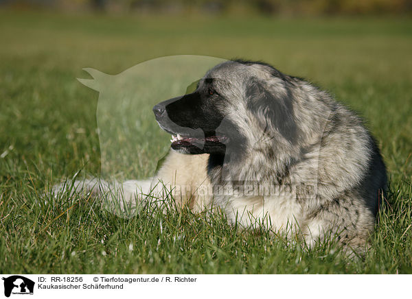 Kaukasischer Schferhund / caucasian owtscharka / RR-18256