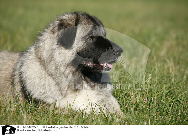 Kaukasischer Schferhund / caucasian owtscharka / RR-18257