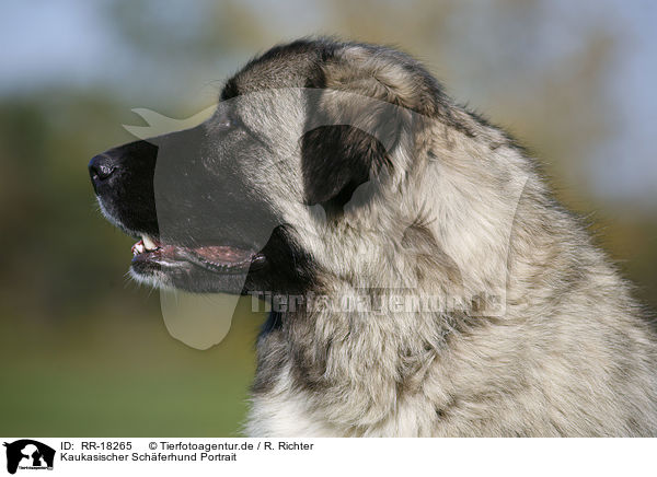 Kaukasischer Schferhund Portrait / RR-18265