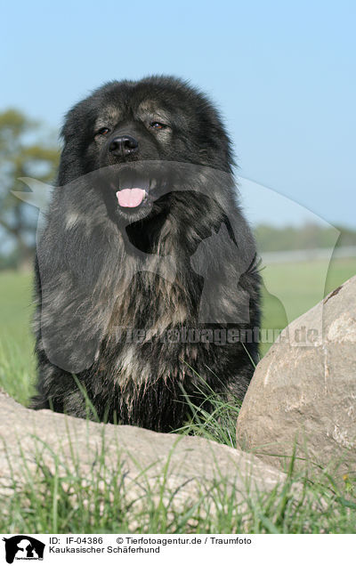 Kaukasischer Schferhund / IF-04386