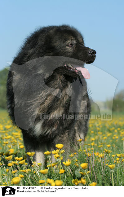 Kaukasischer Schferhund / caucasian owtscharka / IF-04387