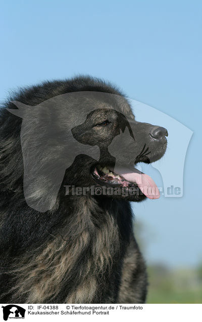 Kaukasischer Schferhund Portrait / caucasian owtscharka portrait / IF-04388