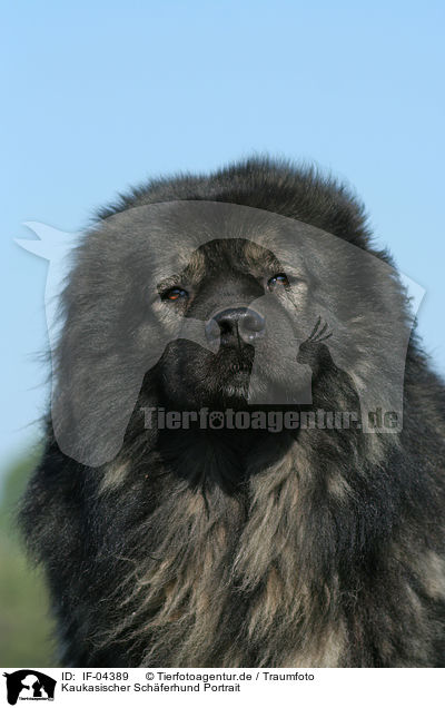 Kaukasischer Schferhund Portrait / IF-04389