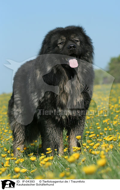 Kaukasischer Schferhund / IF-04393