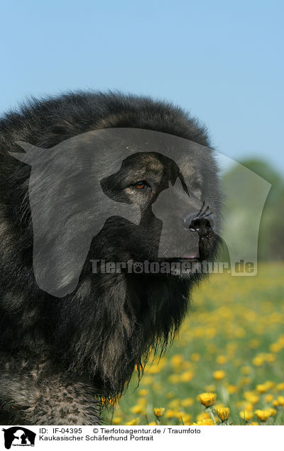 Kaukasischer Schferhund Portrait / IF-04395