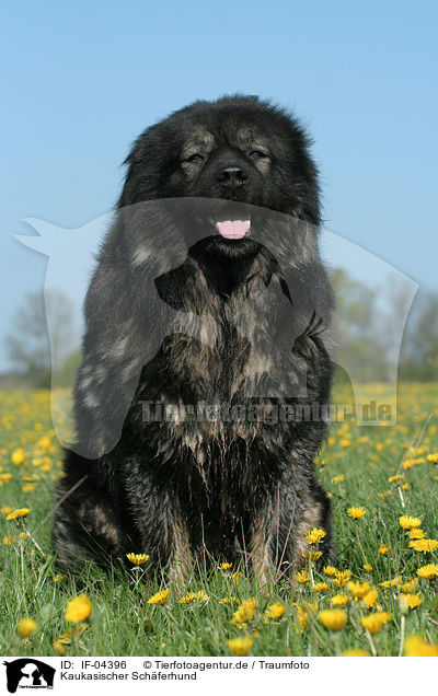 Kaukasischer Schferhund / caucasian owtscharka / IF-04396