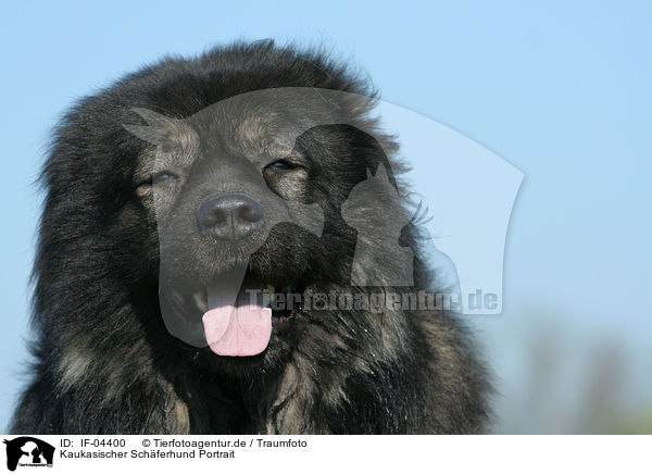 Kaukasischer Schferhund Portrait / IF-04400