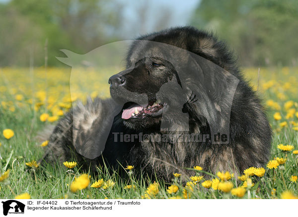 liegender Kaukasischer Schferhund / IF-04402