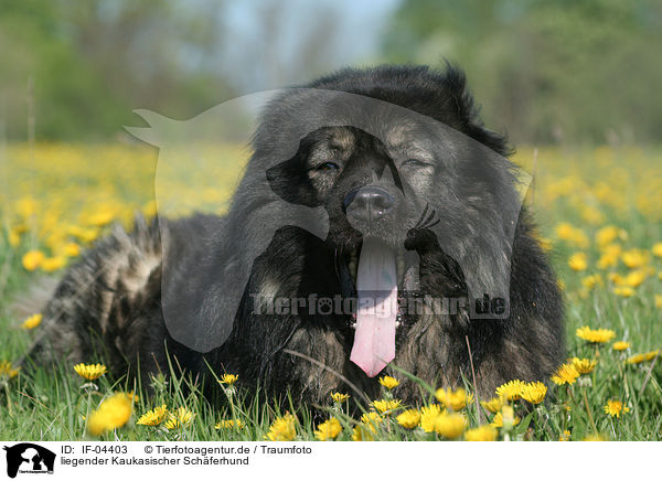 liegender Kaukasischer Schferhund / lying caucasian owtscharka / IF-04403